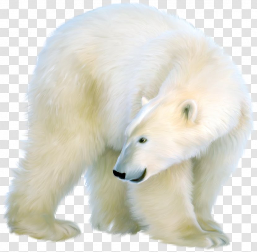 Polar Bear Clip Art - Snout Transparent PNG