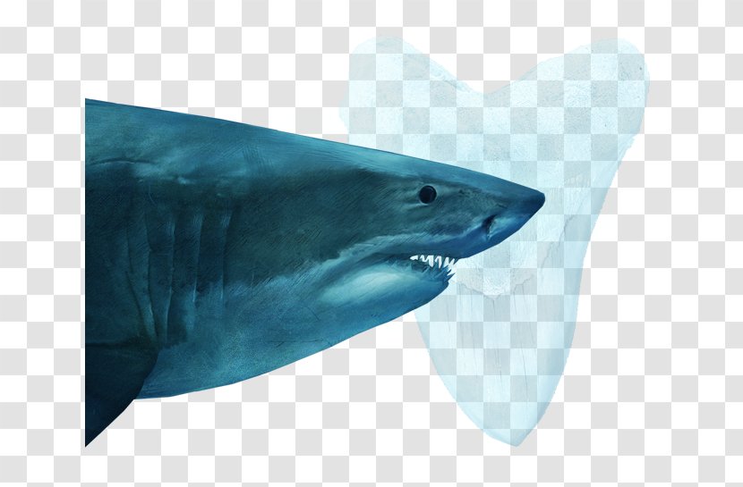 Tiger Shark Great White Fin Soup Oceanic Whitetip Squaliformes - Fish Transparent PNG