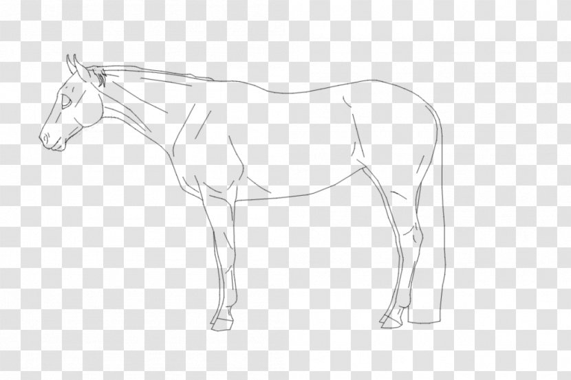 Foal Bridle Mustang Mane Stallion - Quarter Horse Transparent PNG