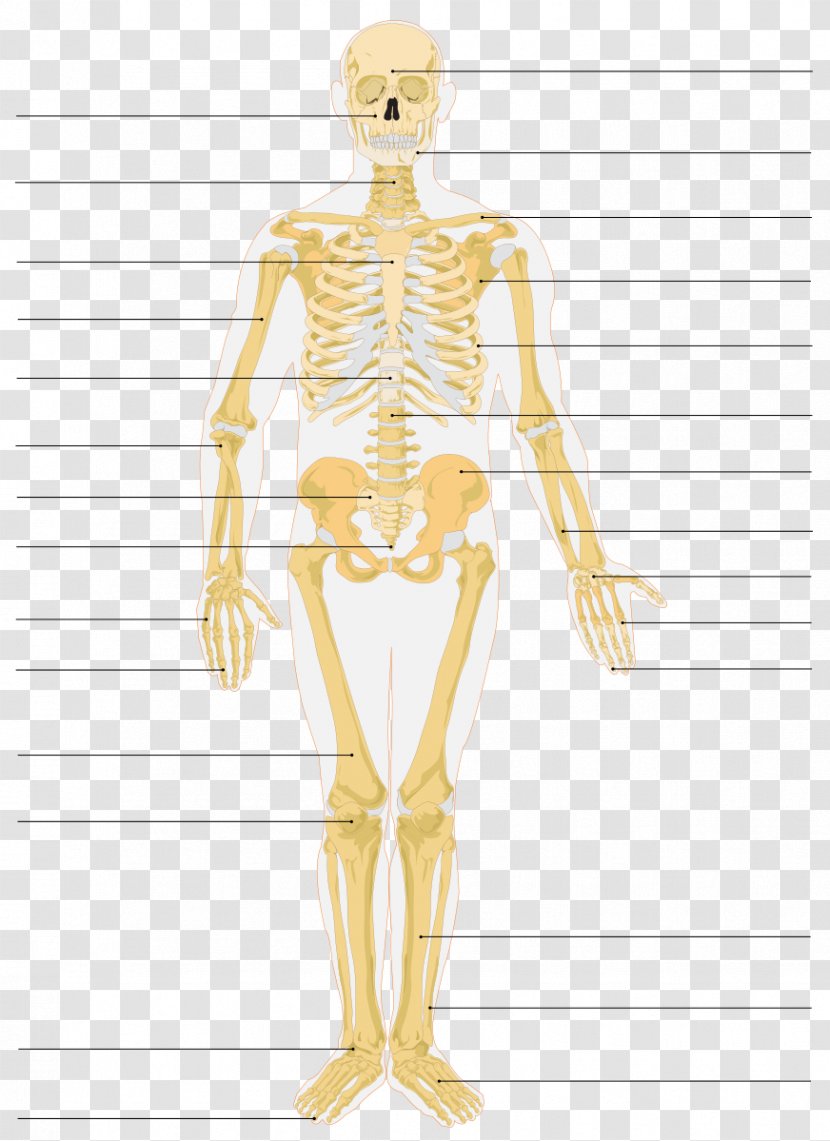 The Skeletal System Human Skeleton Bone Anatomy - Watercolor Transparent PNG