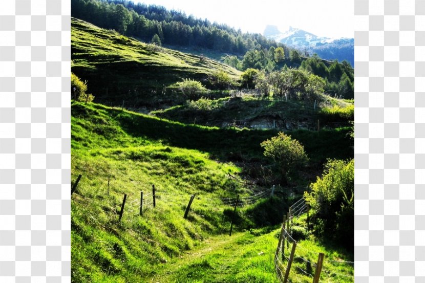 Biome Vegetation Mount Scenery Nature Reserve Plant Community - Highland - Plantation Transparent PNG
