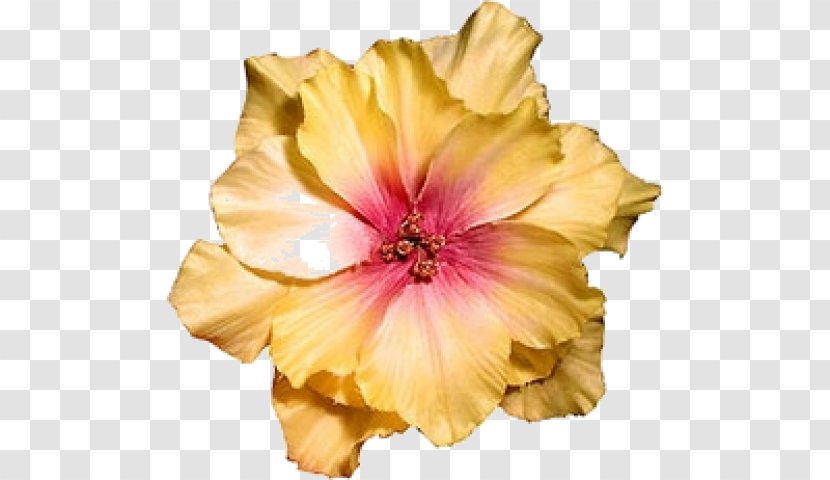 Hibiscus Flower Dress Clothing Barrette - Yellow Transparent PNG