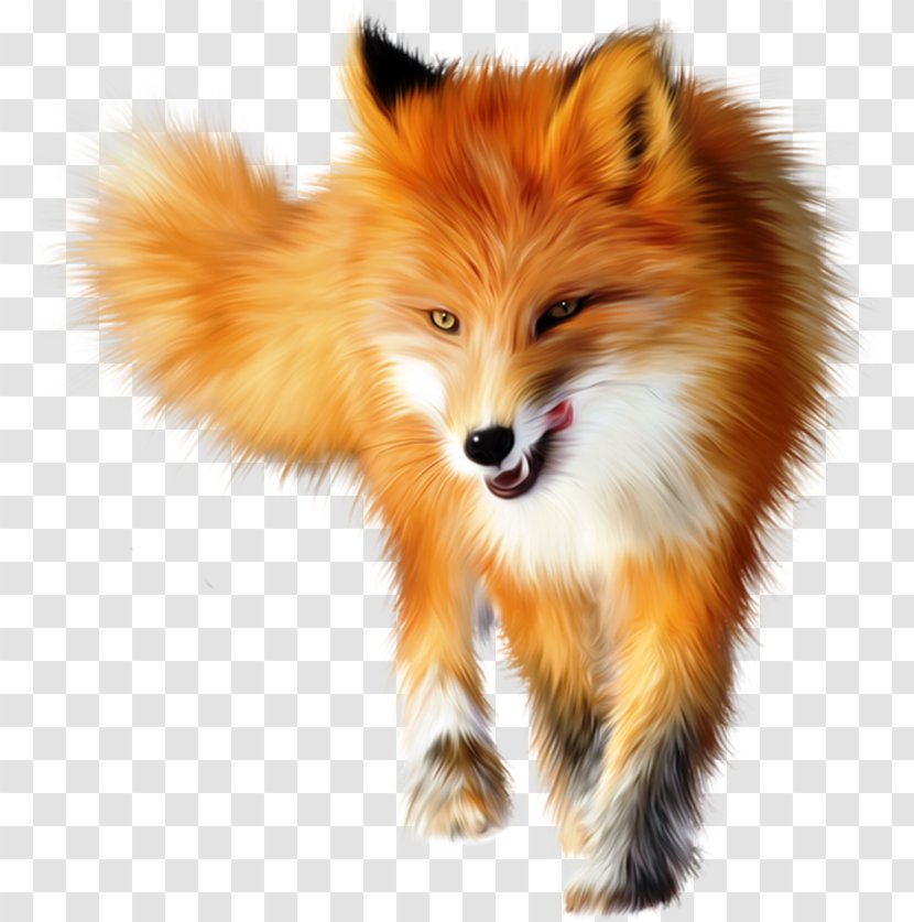 Red Fox Arctic Photography - Forest Animal Transparent PNG