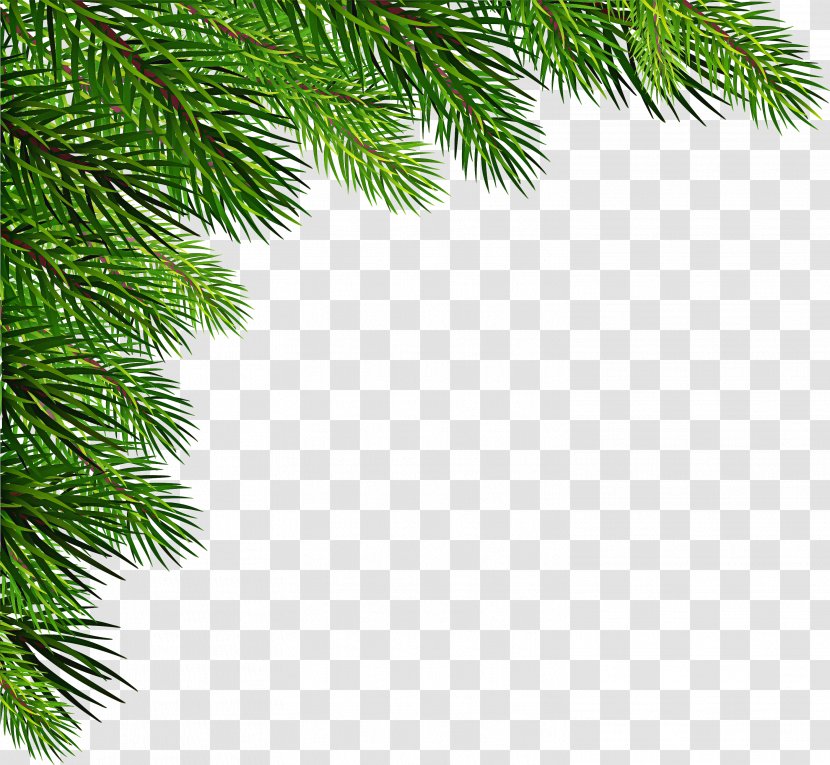 Christmas Tree White - Yellow Fir - Decoration Cypress Family Transparent PNG