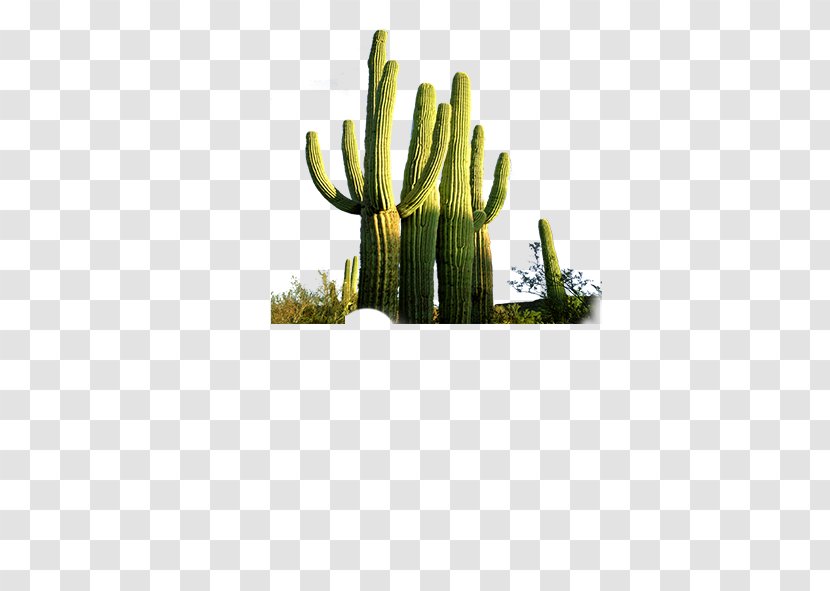 Cactus Euclidean Vector Line Plants - Flowering Plant Transparent PNG