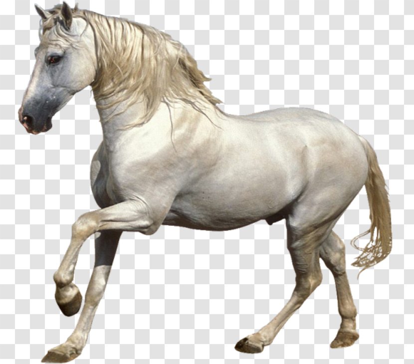 Mustang Stallion Foal Pony White Horse - Animal Figure - Cheval Transparent PNG