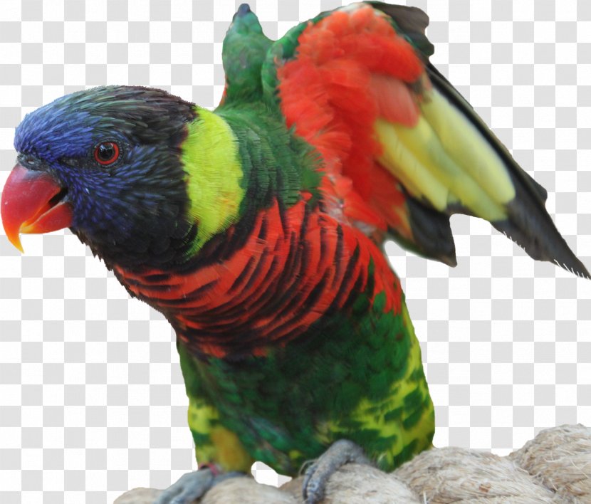 Bird Parrot Macaw Feather Animal - Parakeet Transparent PNG