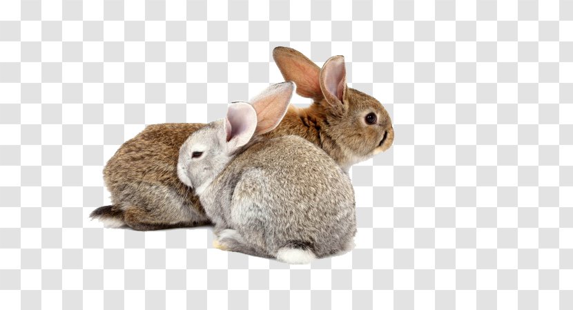 Holland Lop Rabbit Mashimaro Chinese Zodiac Pet - 2 Small Transparent PNG