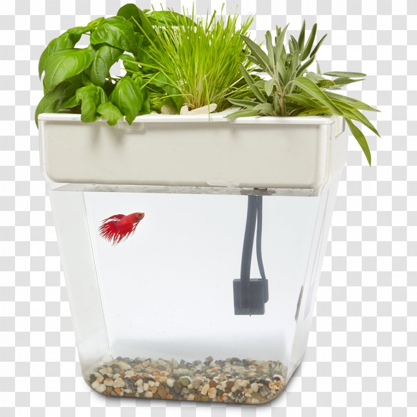 Siamese Fighting Fish Water Garden Aquarium Aquaponics Back To The Roots - Flowerpot Transparent PNG