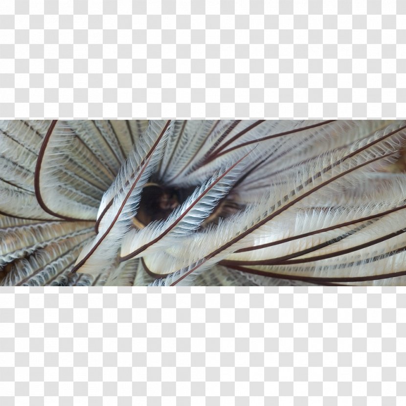 Sardine Close-up - Wing - Plumage Transparent PNG