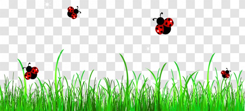Ladybird Free Content Clip Art - Lawn - Grass Transparent PNG