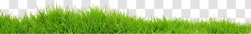 Vetiver Wheatgrass Green Commodity Plant Stem - Field Transparent Image Transparent PNG