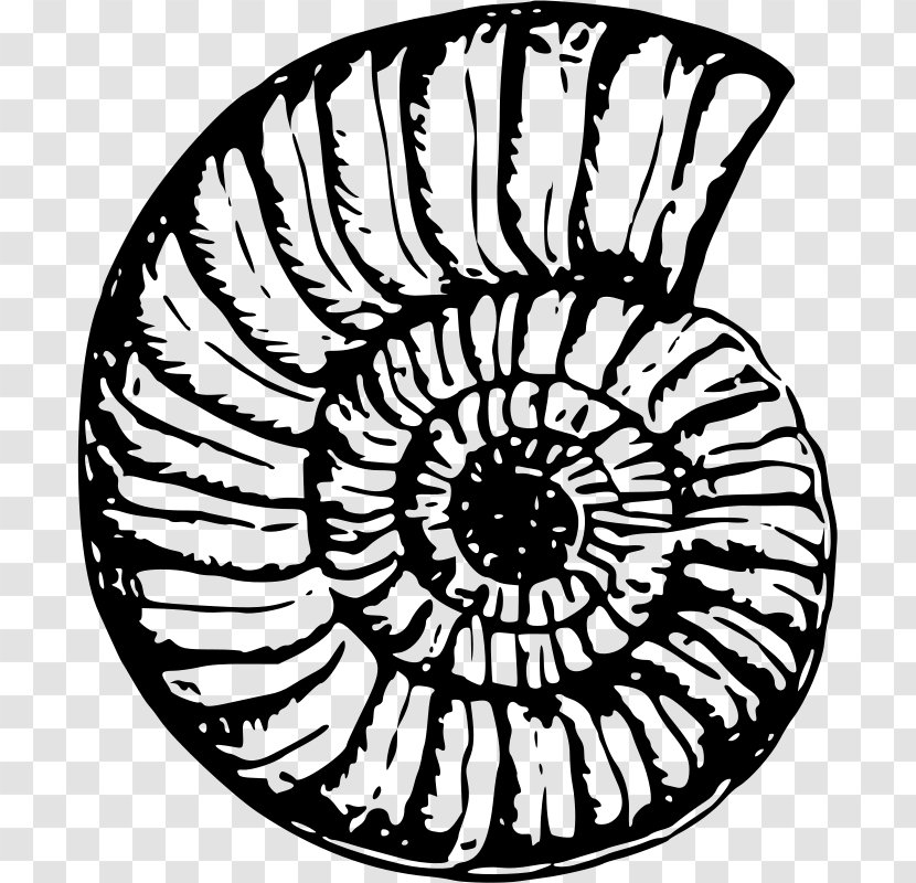 Round City Of Baghdad Abbasid Caliphate Umayyad Drawing - Monochrome Photography - SEA SHELL Transparent PNG