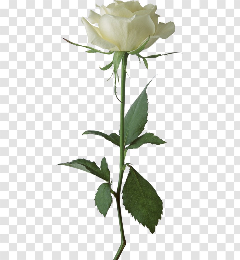 Clip Art Rose Image Transparency - Flower - Flowerhead Transparent PNG
