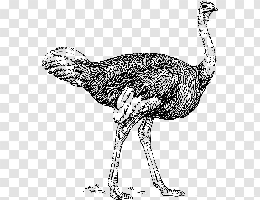 Common Ostrich Bird Clip Art Image Black And White - Wing Transparent PNG