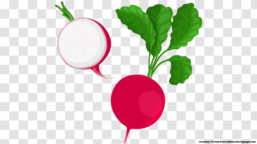 Radish Vegetable Food Beetroot Clip Art - Leaf Transparent PNG