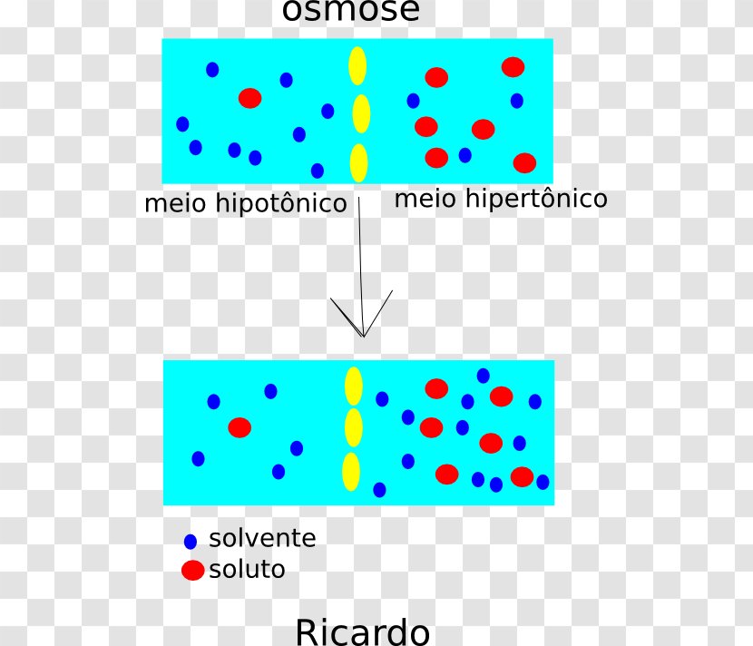 Drawing Osmosis Diffusion Clip Art - Text - Moleculas Transparent PNG