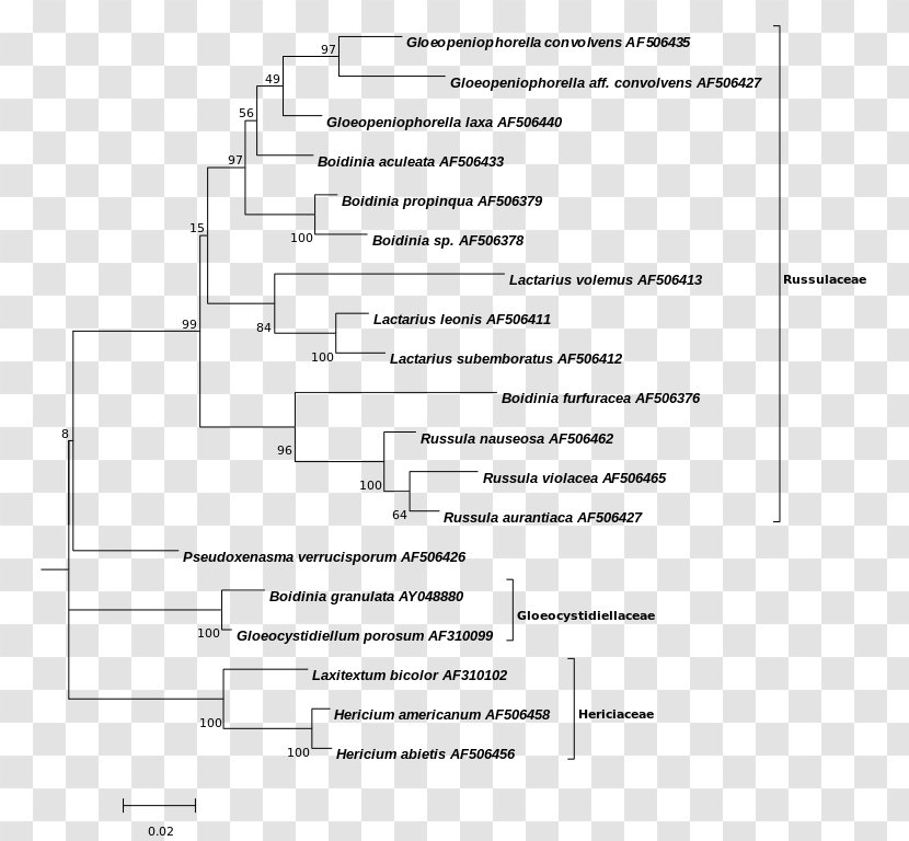 Phylogenetic Tree Cladogram Phylogenetics Transparent PNG