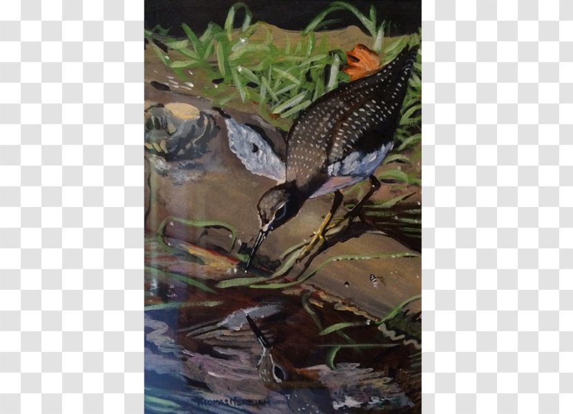 Beak Ecosystem Fauna Wildlife Tail - Poppies Watercolor Transparent PNG