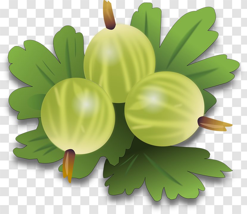 Gooseberry Fruit Clip Art - Berry Transparent PNG