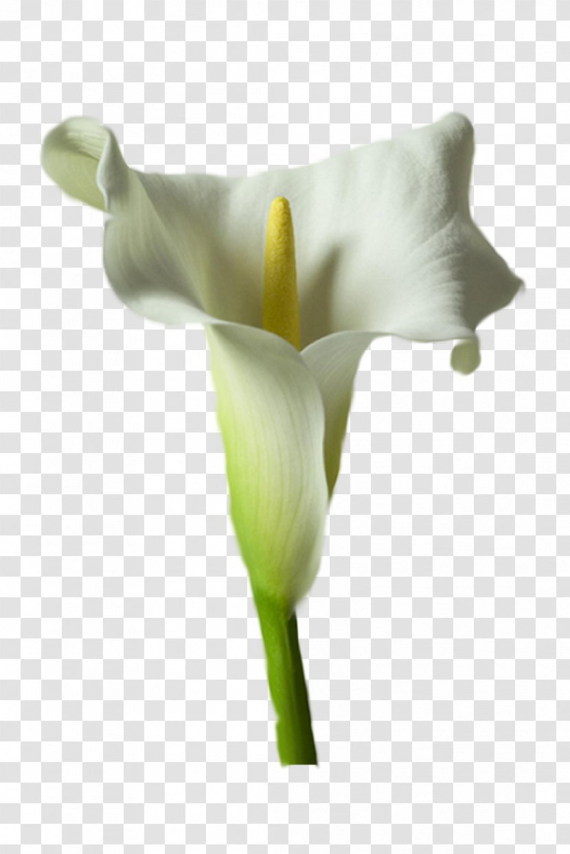 Arum-lily Flower Drawing Tulip Picture Frames - Petal - Callalily Transparent PNG