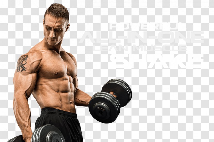 Muscle Bodybuilding Anabolism Physical Strength Protein - Cartoon Transparent PNG