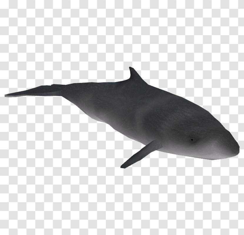 Dolphin Cartoon - Porpoise - Spotted Animal Figure Transparent PNG