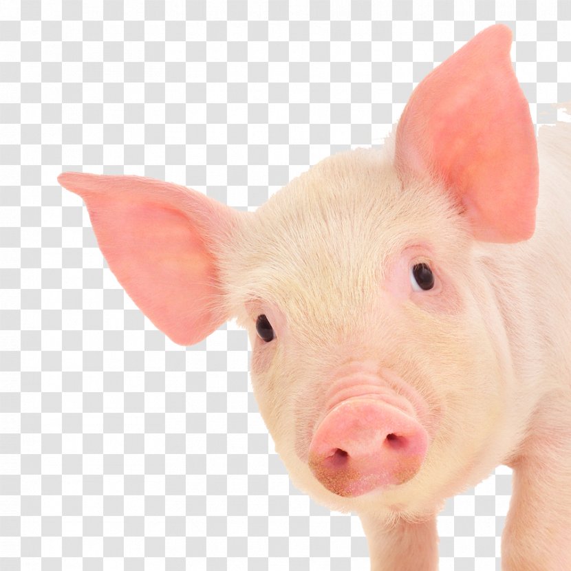 Piglet Domestic Pig Stock Photography Royalty-free Transparent PNG