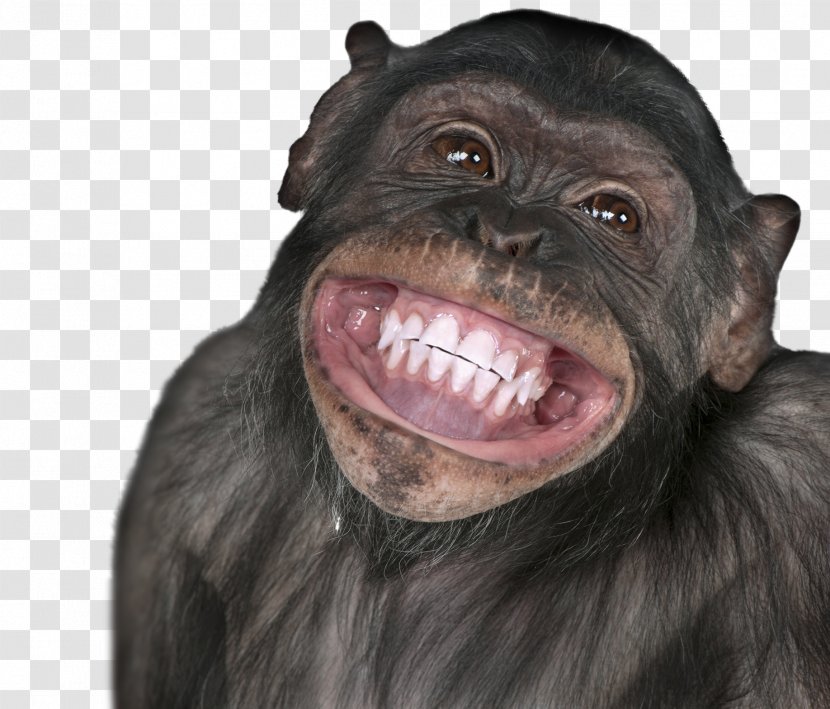 Wish Birthday Happiness Humour YouTube - Snout - Monkey Transparent PNG