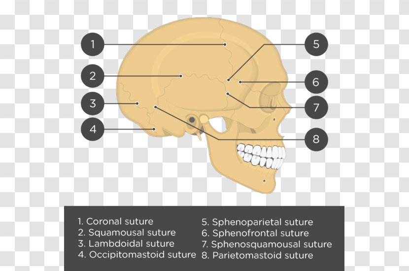 Lebeční šev Ear Bone Skull Sphenofrontal Suture - Tree - Blood Transparent PNG