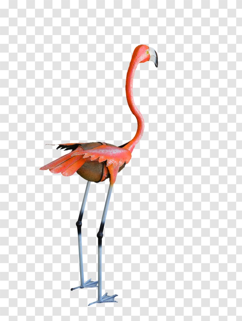Flamingo Water Bird Crane Vertebrate - Like Transparent PNG