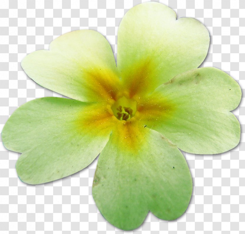 Primrose Flower Chamomile Painting Petal Transparent PNG