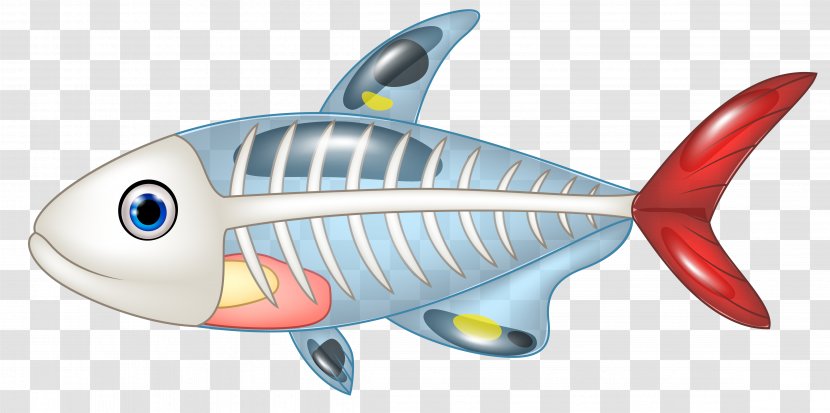 Euclidean Vector Bony Fishes Vecteur - Organism - Fish Transparent PNG