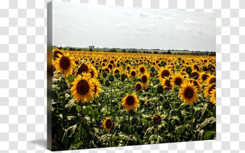 Common Sunflower Seed M - Sunflowers - Field Transparent PNG