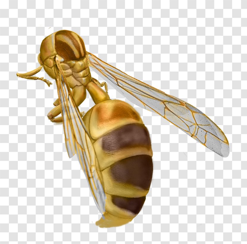 Hornet Insect True Bugs Pollinator - Organism Transparent PNG