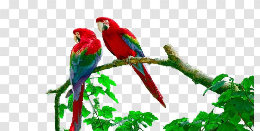 Lake Sandoval Budgerigar Amazon Rainforest Peruvian Macaw - Beak - Animal Transparent PNG