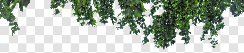 Tree PicsArt Photo Studio Editing - Manipulation Transparent PNG