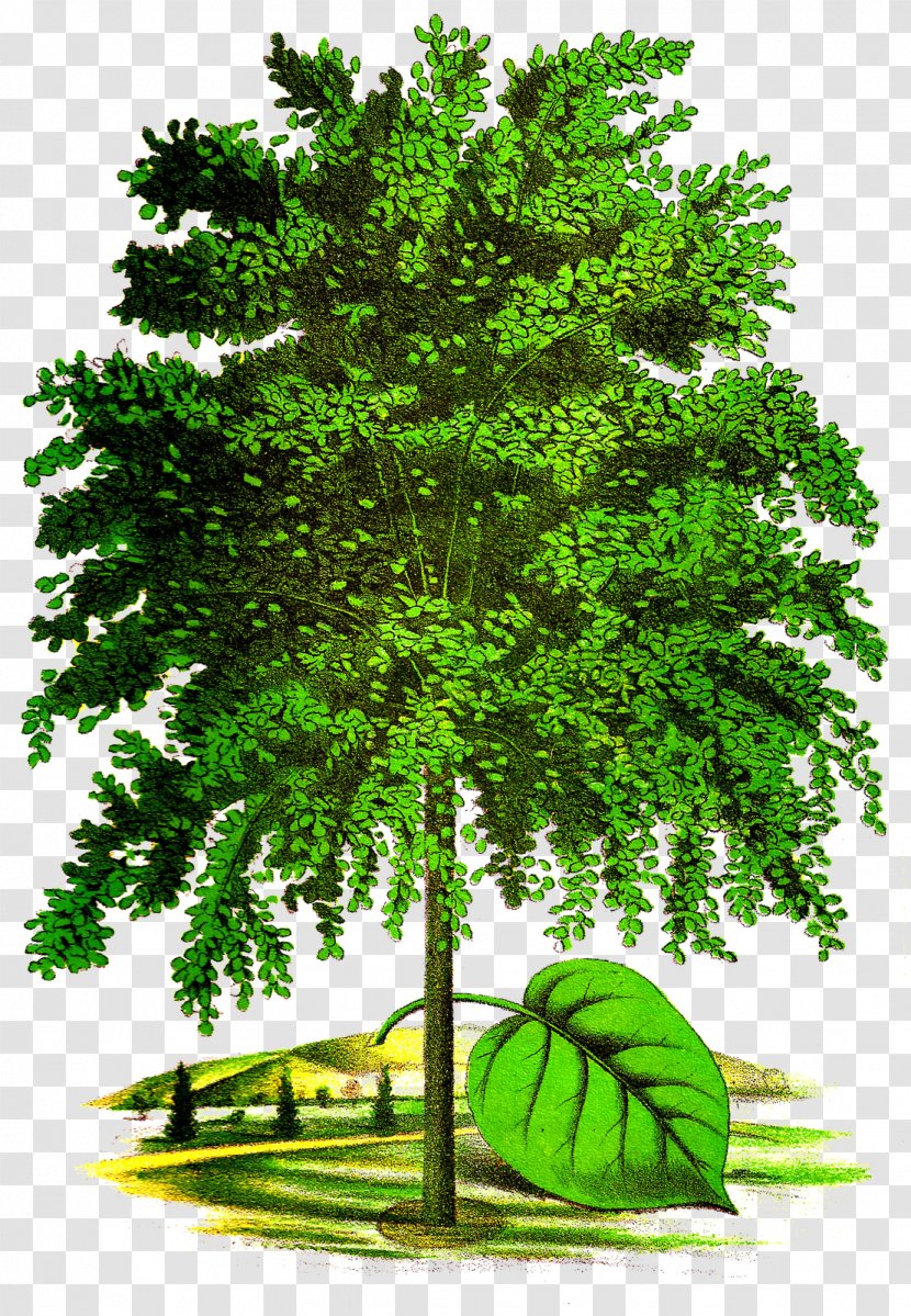 Tree Art Drawing Clip - Seeds Transparent PNG