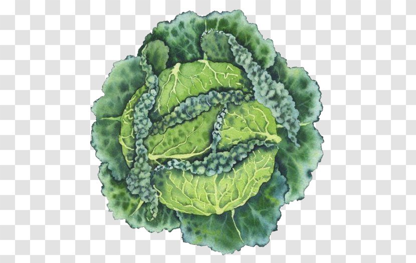 Watercolor Painting Savoy Cabbage - Variety Transparent PNG