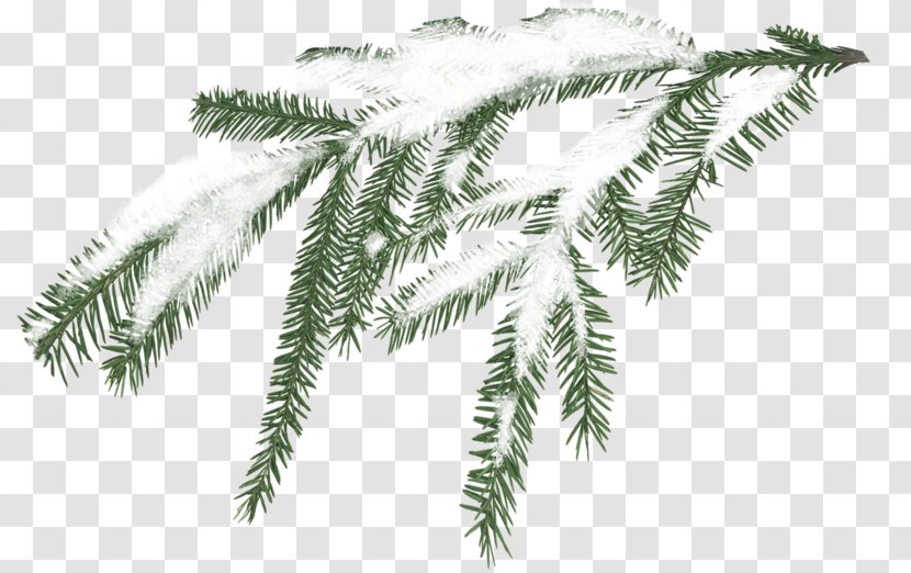 Snow Tree Branch Pine - Snowflake - White Sticks Transparent PNG