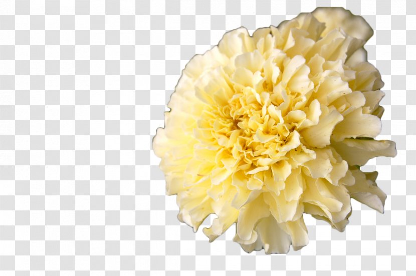 Mexican Marigold Calendula Officinalis Flower Annual Plant - Seed - White Transparent PNG