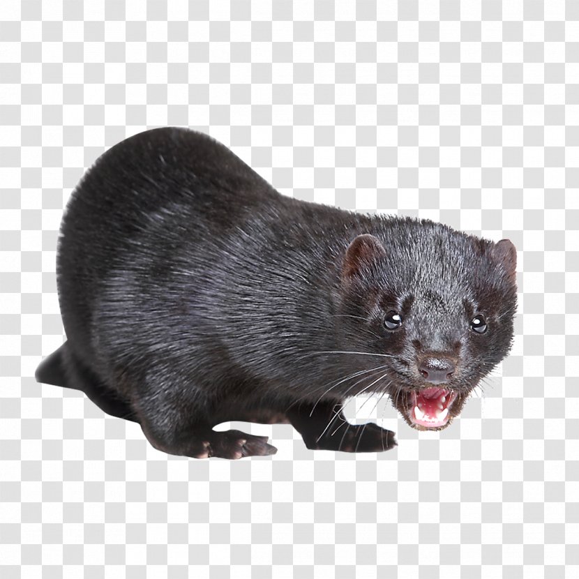 American Mink Trapping Fur European - Ferret - Animal Transparent PNG