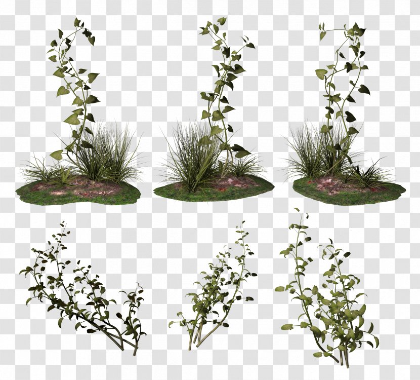Vine Ivy Bindweed - Flora Transparent PNG