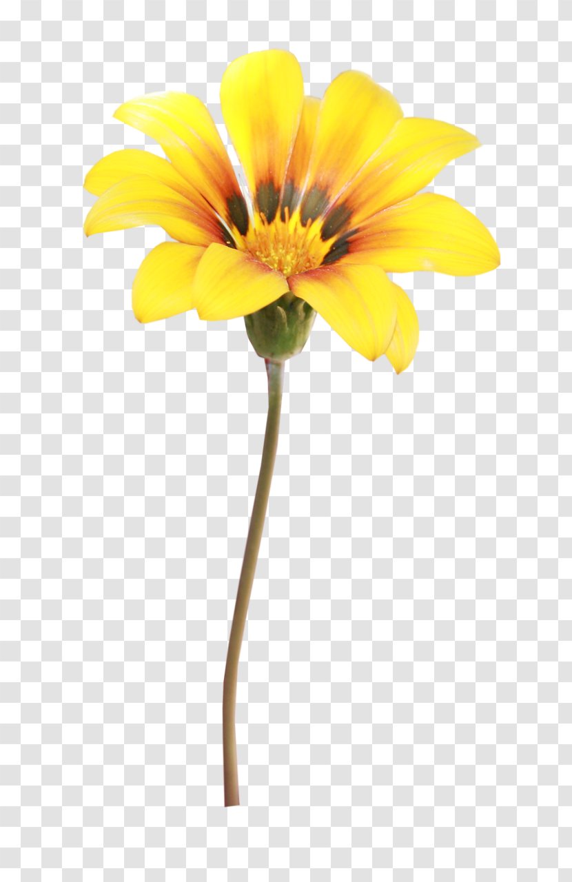 Flower Photography Yellow - Flash Video - Orange Transparent PNG
