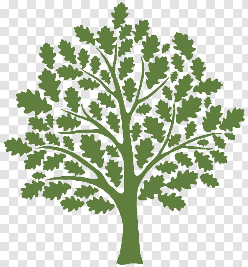 Clip Art Tree Oak Vector Graphics Shutterstock - Royaltyfree Transparent PNG