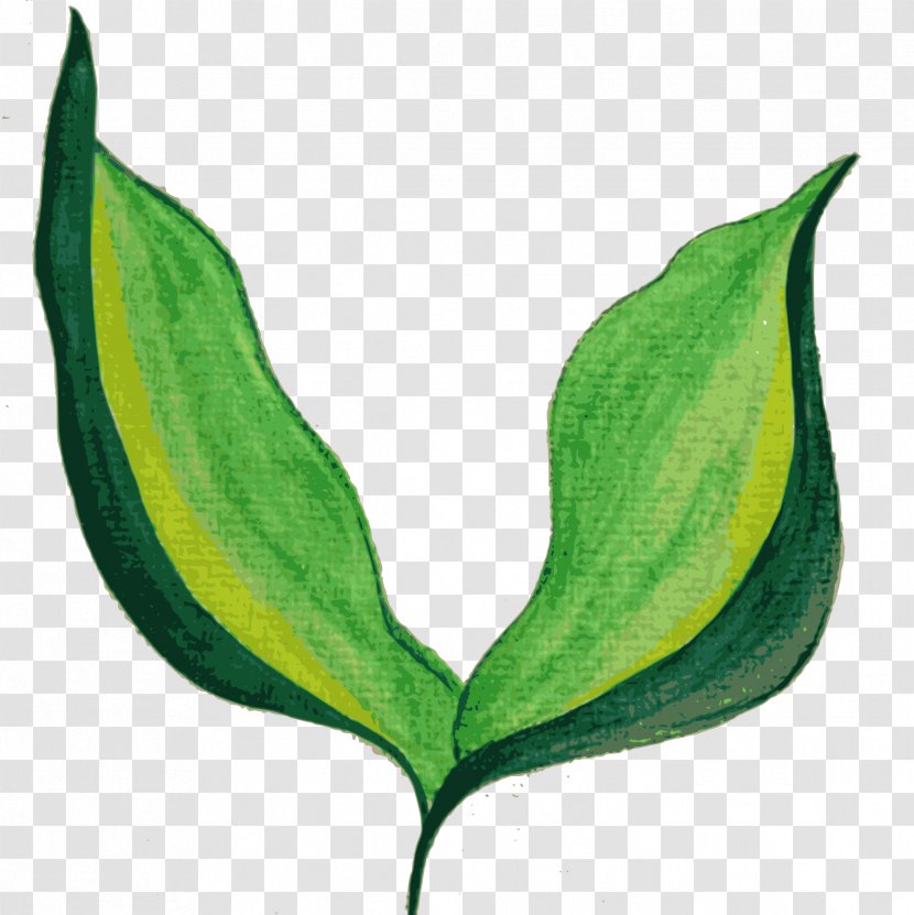 Leaf Watercolor Painting - Paint - Leaves Transparent PNG
