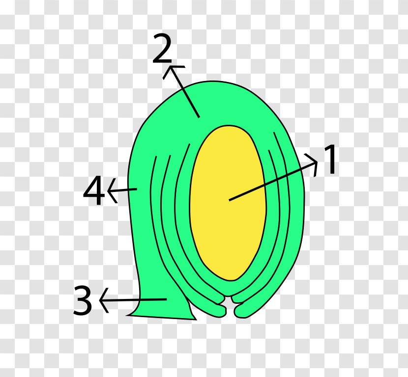 Ovule Egg Cell Plant Gametophyte Embryo - Wikimedia Commons Transparent PNG