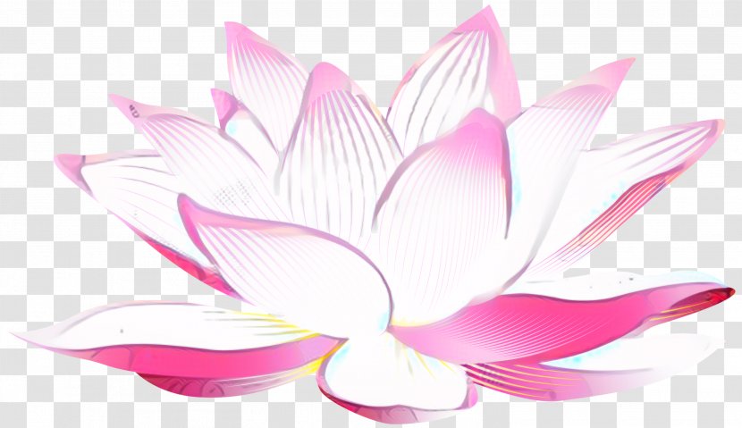 Water Lily Petal Flowering Plant Aquatic Plants - Herbaceous Transparent PNG