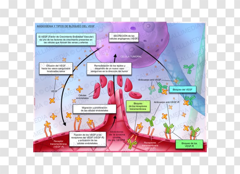 Angiogenesis Vascular Endothelial Growth Factor VEGF Receptor Physiology - Blood Transparent PNG