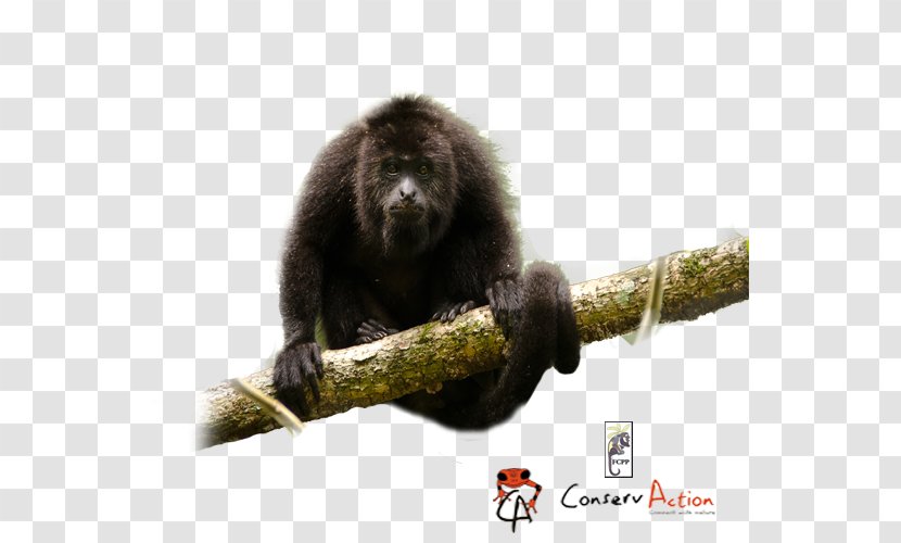 New World Monkeys White-headed Capuchin Primate Mantled Howler Monkey - Common Squirrel Transparent PNG